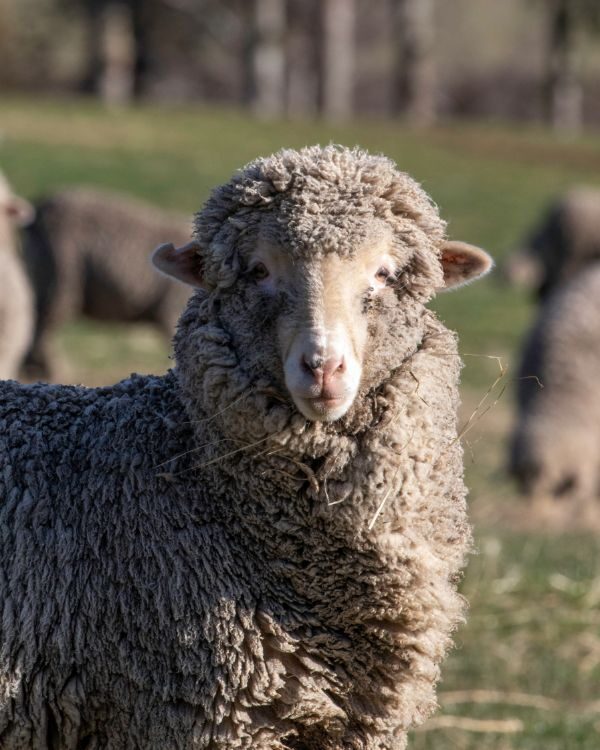 Merino sheep