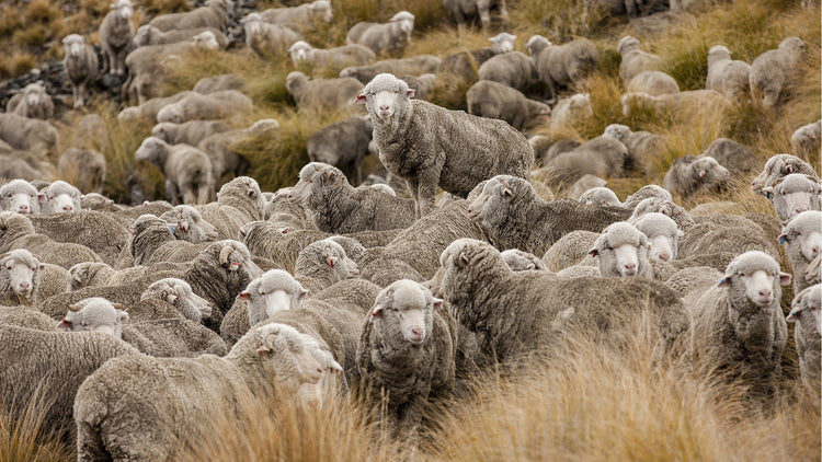 Why we include a sheep? Image