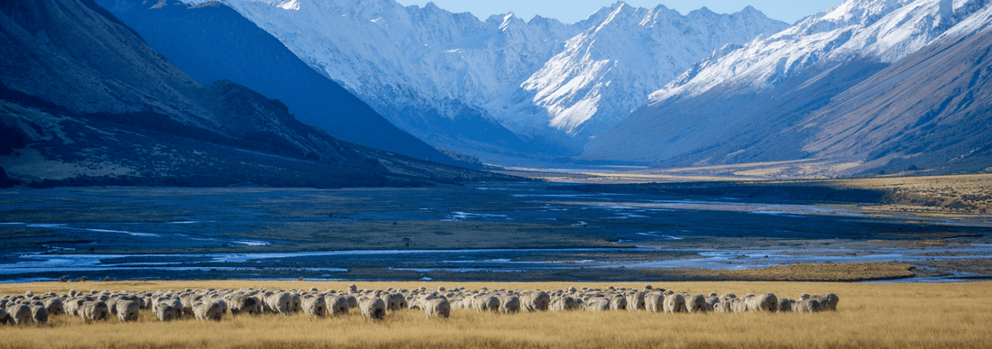 The Ultimate Guide to Merino Wool