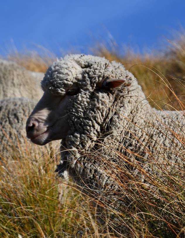 Caring for Merino