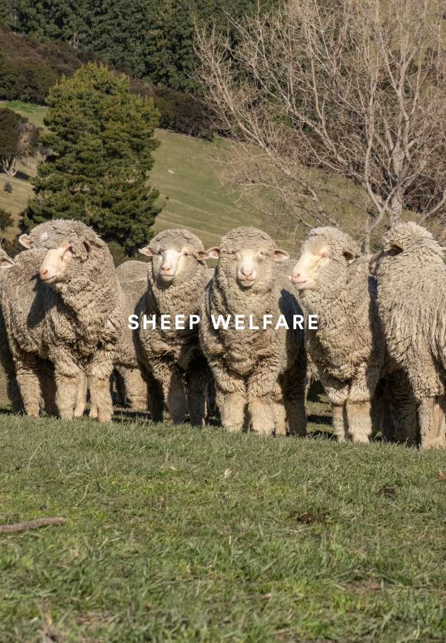 Men s Merino Wool Hoodies Sheep Inc Men s merino wool hoodies sheep inc