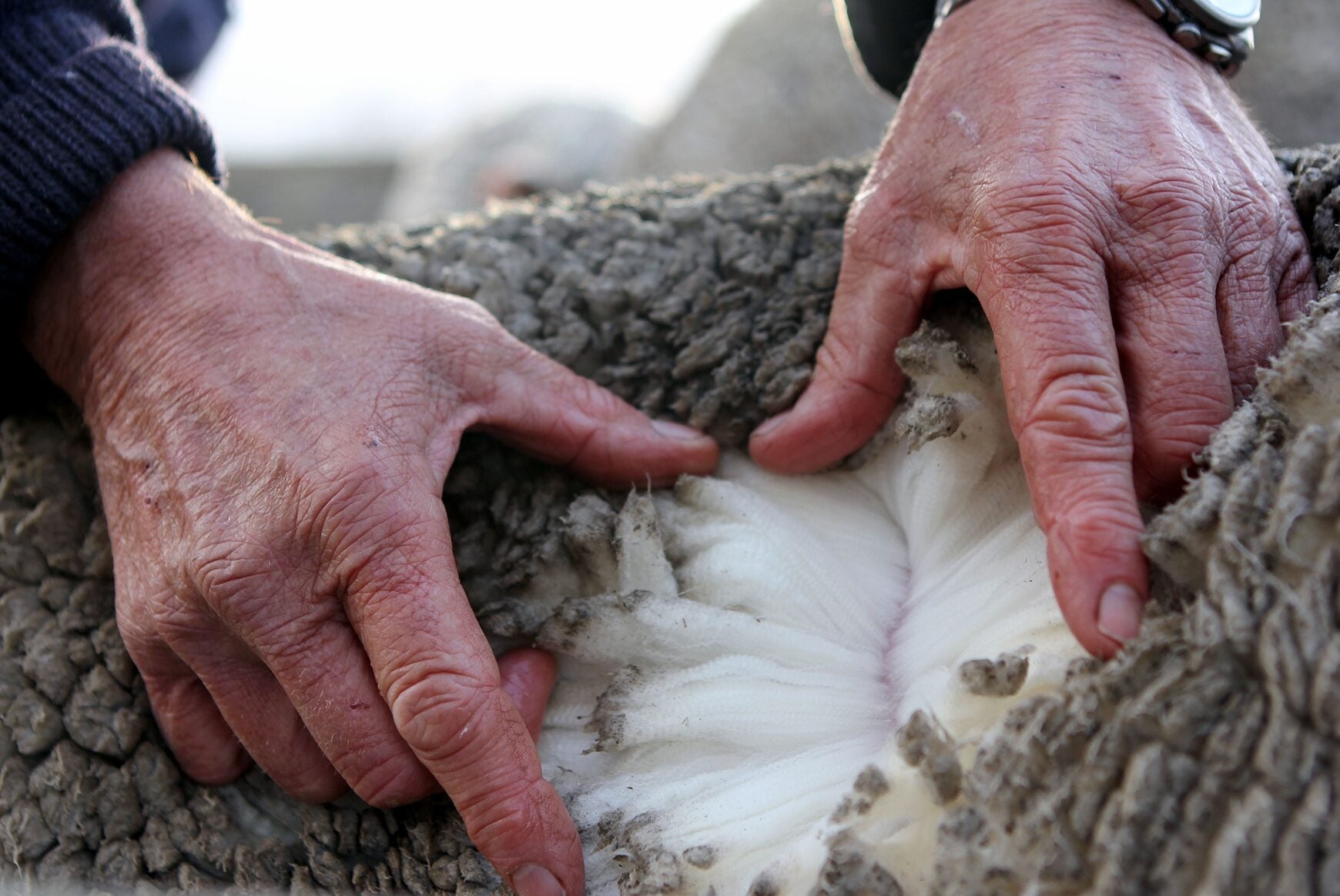Hands in fleece