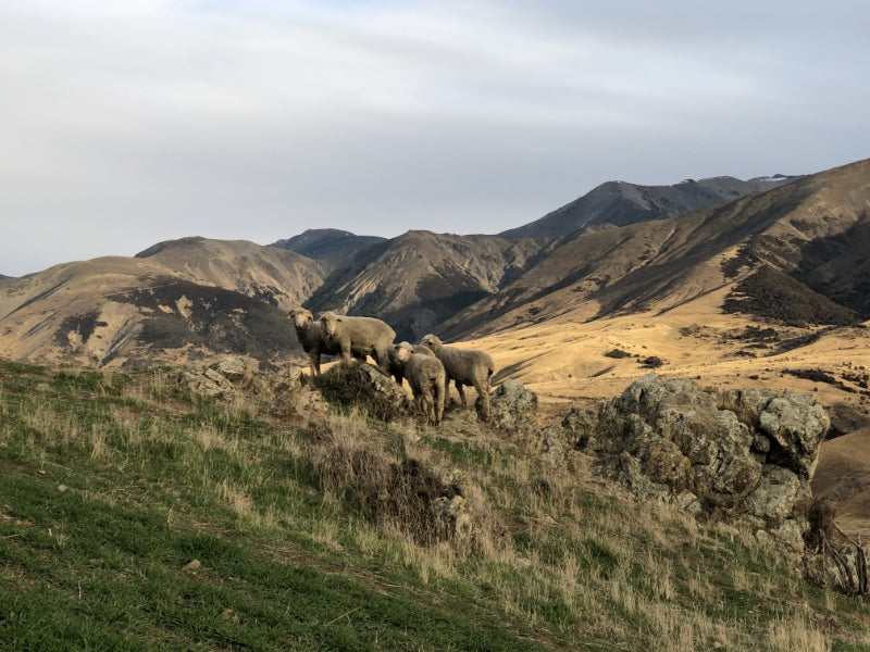 Merino flock on a mountainside