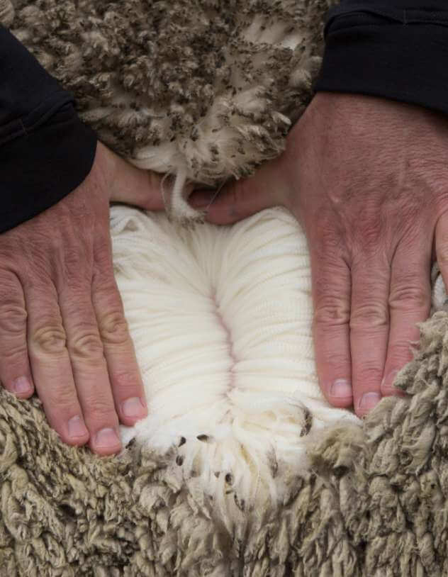 Pile of raw white wool